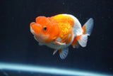 Juvenile Lionchu  Red White 3 Inch (ID#917R11a-81) Free2Day SHIPPING