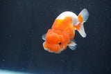 Juvenile Lionchu  Red White 3 Inch (ID#917R11a-81) Free2Day SHIPPING