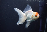 Juvenile Thai Oranda  Red White 3.5 Inch (ID#1029To13b-90) Free2Day SHIPPING