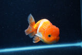 Juvenile Lionchu  Red White 4 Inch (ID#0113R11a-9) Free2Day SHIPPING