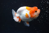 Juvenile Lionchu  Red White 3 Inch (ID#917R11a-81) Free2Day SHIPPING