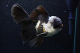 Thai Oranda  Tricolor 5 Inch (ID#418T2c-123) Free2Day SHIPPING