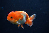 Juvenile Lionchu  Red White 4 Inch (ID#0113R11a-9) Free2Day SHIPPING