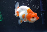 Juvenile Lionchu  Red White 3 Inch (ID#917R11a-81) Free2Day SHIPPING