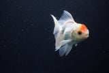 Juvenile Thai Oranda  Red White 3.5 Inch (ID#1029To13b-90) Free2Day SHIPPING