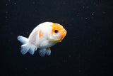 Ranchu  Sakura 3 Inch (ID#1122R1c-75) Free2Day SHIPPING