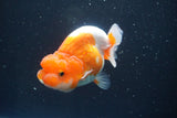 Juvenile Lionchu  Red White 3 Inch (ID#917R11a-81) Free2Day SHIPPING