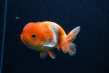 Juvenile Lionchu  Red White 4 Inch (ID#0113R11a-9) Free2Day SHIPPING