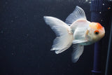 Juvenile Thai Oranda  Red White 3.5 Inch (ID#1029To13b-90) Free2Day SHIPPING