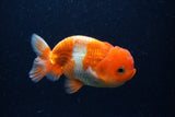 Juvenile Lionchu  Red White 4 Inch (ID#0113R11a-9) Free2Day SHIPPING