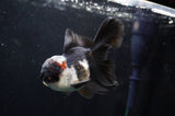 Thai Oranda  Tricolor 5 Inch (ID#418T2c-123) Free2Day SHIPPING