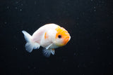 Ranchu  Sakura 3 Inch (ID#1122R1c-75) Free2Day SHIPPING