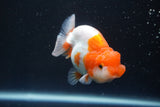 Juvenile Lionchu  Red White 3 Inch (ID#917R11a-81) Free2Day SHIPPING