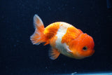 Juvenile Lionchu  Red White 4 Inch (ID#0113R11a-9) Free2Day SHIPPING