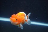 Juvenile Lionchu  Red White 3 Inch (ID#917R11a-81) Free2Day SHIPPING