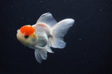 Juvenile Thai Oranda  Red White 3.5 Inch (ID#1029To13b-90) Free2Day SHIPPING