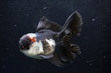 Thai Oranda  Tricolor 5 Inch (ID#418T2c-123) Free2Day SHIPPING