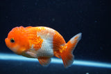 Juvenile Lionchu  Red White 4 Inch (ID#0113R11a-9) Free2Day SHIPPING