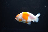 Ranchu  Sakura 3 Inch (ID#1122R1c-75) Free2Day SHIPPING