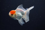 Juvenile Thai Oranda  Red White 3.5 Inch (ID#1029To13b-90) Free2Day SHIPPING