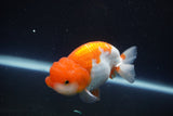 Juvenile Lionchu  Red White 3 Inch (ID#917R11a-82) Free2Day SHIPPING