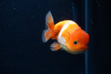 Juvenile Lionchu  Red White 4 Inch (ID#0113R11a-9) Free2Day SHIPPING