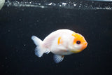 Ranchu  Sakura 3 Inch (ID#1122R1c-75) Free2Day SHIPPING