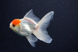 Juvenile Thai Oranda  Red White 3.5 Inch (ID#1029To13b-90) Free2Day SHIPPING