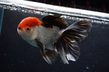 Thai Oranda  Tricolor 5.5 Inch (ID#418T2c-124) Free2Day SHIPPING