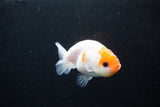 Ranchu  Sakura 3 Inch (ID#1122R1c-75) Free2Day SHIPPING