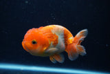 Juvenile Lionchu  Red White 4 Inch (ID#0113R11a-9) Free2Day SHIPPING