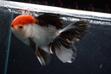 Thai Oranda  Tricolor 5.5 Inch (ID#418T2c-124) Free2Day SHIPPING