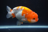 Juvenile Lionchu  Red White 3 Inch (ID#917R11a-82) Free2Day SHIPPING