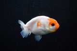 Ranchu  Sakura 3 Inch (ID#1122R1c-75) Free2Day SHIPPING