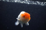 Juvenile Lionchu  Red White 3.5 Inch (ID#0113R11a-10) Free2Day SHIPPING