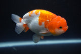 Juvenile Lionchu  Red White 3 Inch (ID#917R11a-82) Free2Day SHIPPING