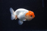 Juvenile Lionchu  Red White 3.5 Inch (ID#0113R11a-10) Free2Day SHIPPING