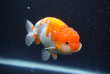 Juvenile Lionchu  Red White 3 Inch (ID#917R11a-82) Free2Day SHIPPING