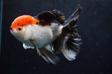 Thai Oranda  Tricolor 5.5 Inch (ID#418T2c-124) Free2Day SHIPPING