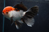 Thai Oranda  Tricolor 5.5 Inch (ID#418T2c-124) Free2Day SHIPPING