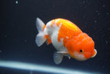 Juvenile Lionchu  Red White 3 Inch (ID#917R11a-82) Free2Day SHIPPING