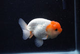 Juvenile Lionchu  Red White 3.5 Inch (ID#0113R11a-10) Free2Day SHIPPING