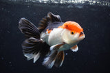 Thai Oranda  Tricolor 5.5 Inch (ID#418T2c-124) Free2Day SHIPPING