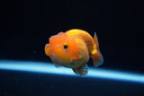 Ranchu  Red White 2.5 Inch (ID#1122R1c-76) Free2Day SHIPPING