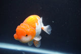 Juvenile Lionchu  Red White 3 Inch (ID#917R11a-82) Free2Day SHIPPING