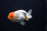 Juvenile Lionchu  Red White 3.5 Inch (ID#0113R11a-10) Free2Day SHIPPING