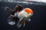 Thai Oranda  Tricolor 5.5 Inch (ID#418T2c-124) Free2Day SHIPPING