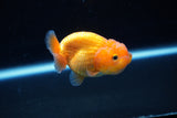 Ranchu  Red White 2.5 Inch (ID#1122R1c-76) Free2Day SHIPPING