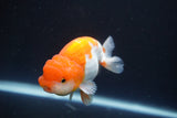 Juvenile Lionchu  Red White 3 Inch (ID#917R11a-82) Free2Day SHIPPING