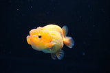 Ranchu  Red White 2.5 Inch (ID#1122R1c-76) Free2Day SHIPPING